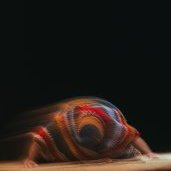 © Elio Athimon